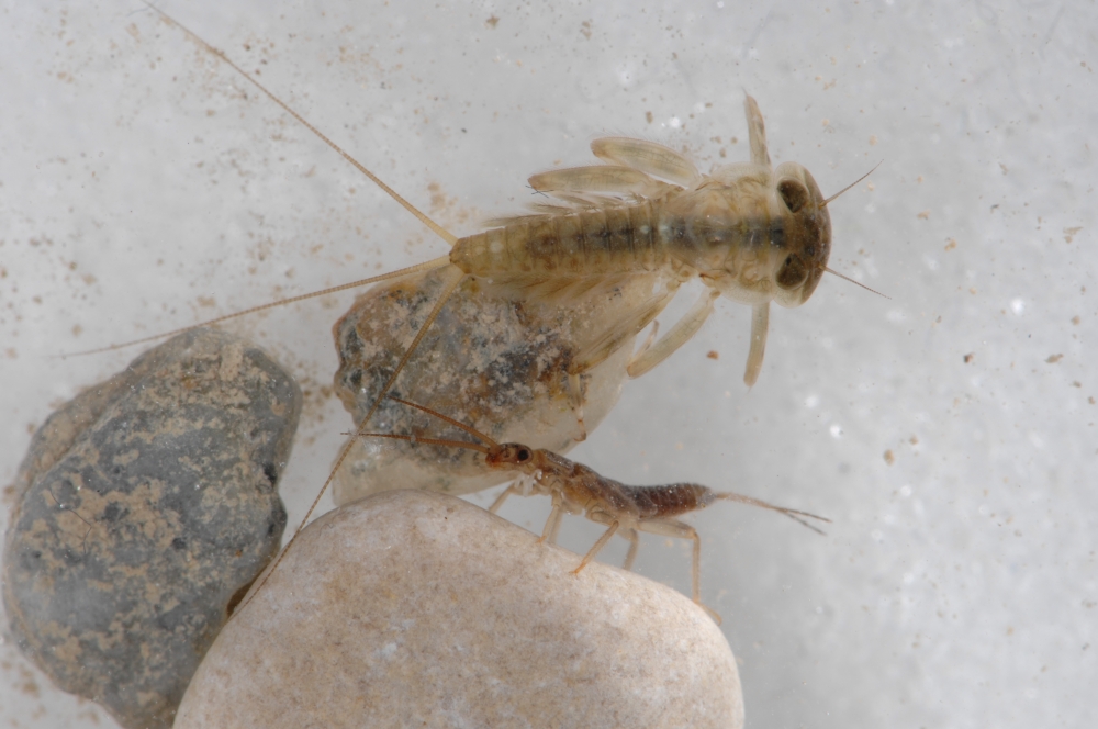 Larven der Eintagsfliege (oben) und der Steinfliege